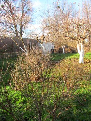 ПУХІВКА. Земельна ділянка 14 соток. Будинок 50 м2.