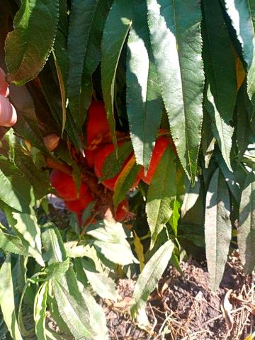 Дача у моря  Кароліно Бугаз