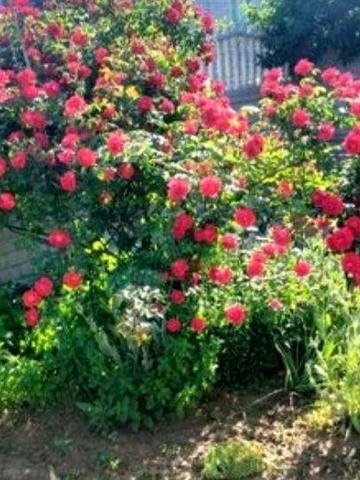 Здам будинок в аренду довгостроково