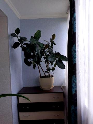 Здається для 1-ї жінки/дівч.-з 05.03- 1но к.кв Гостинка Мінський масив