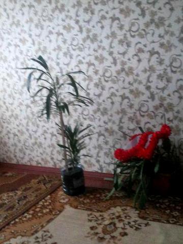 Продається тепла 1 кім. кв. в Нових Білокоровичах, Житомирської обл.