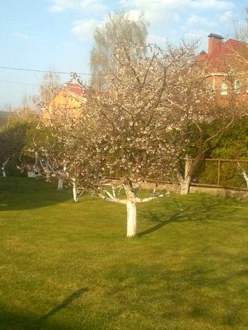 Продам дом С.Щасливе Київська область