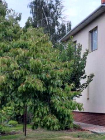 Сдам дом просторный у лимана,сад, можно с животными!