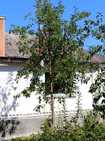 Продам 2 будинки з ділянками які розташовані поряд. ЦІНА за БІЛЬШИЙ