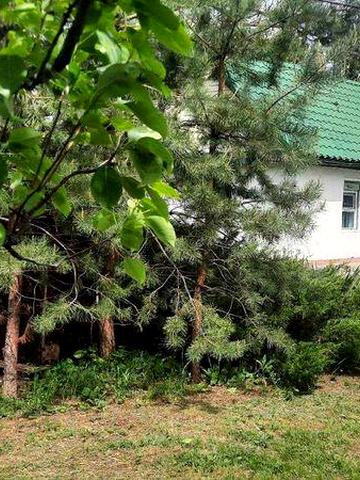 Продам будинок  дачу в Шульгівці