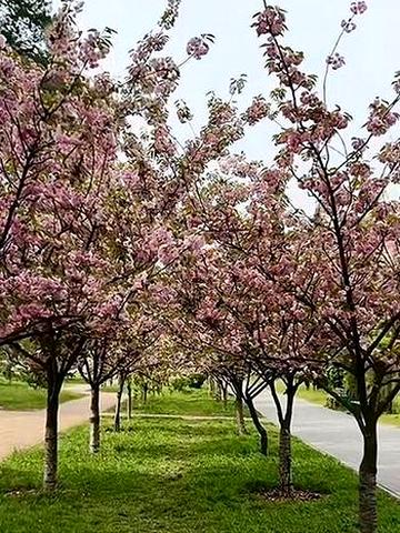 2-кімнатна м.Лісова вул.Мілютенко,14