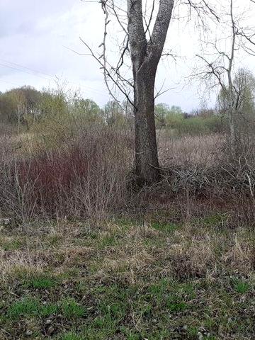 Будинковолодіння Гречанівка. 40 соток землі