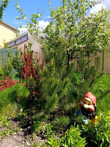 Дача Хотянівка  Десна