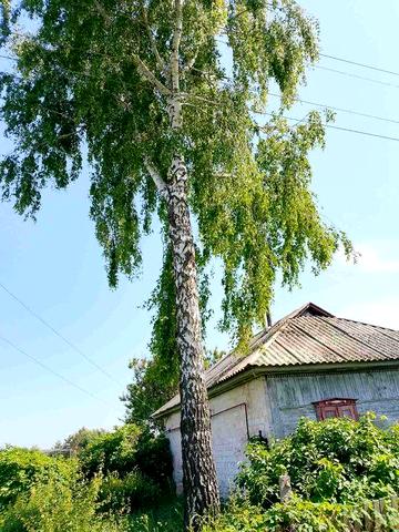 Будинок у селі з присадибною ділянкою