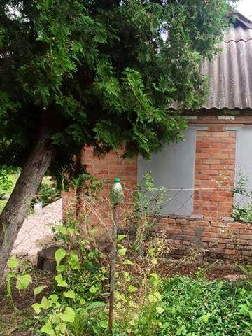 Дача  біля річки під Полтавою в с. Семянівка