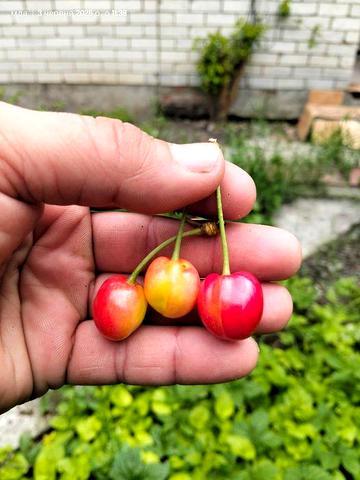 Продам будинок с. Мачухи