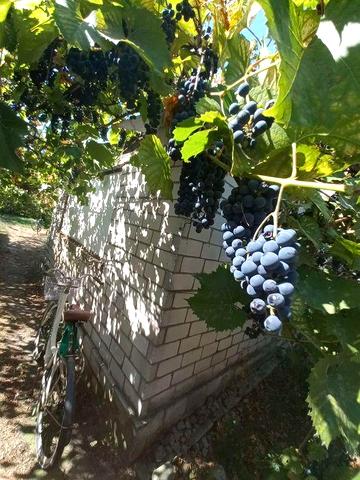Аренда/або можлива  продажа будинку м.Березань