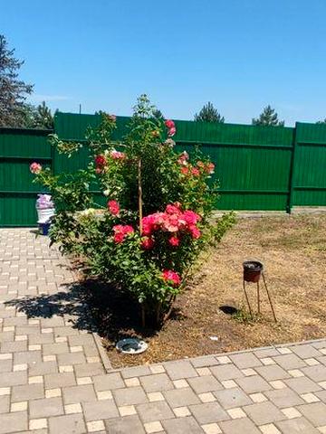 Сдам маленький  домик  . Авангард,( от хозяина)