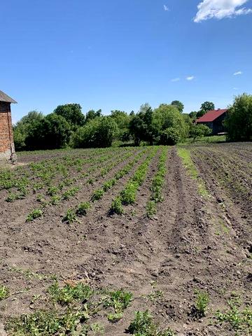 Продається земельна ділянка 50 соток та будинок в с. Войславичі