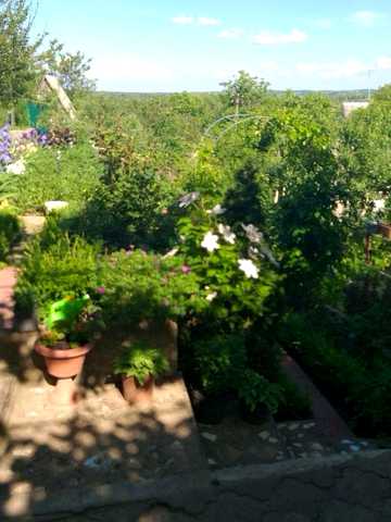 Продам  Затишну дачу БЕЗ комісіі