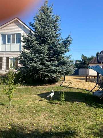Продам дом Куцеволовка