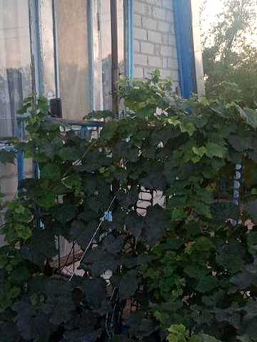 Продається дача на Садах-2 (Власівка), в садовому товаристві «Світанок»