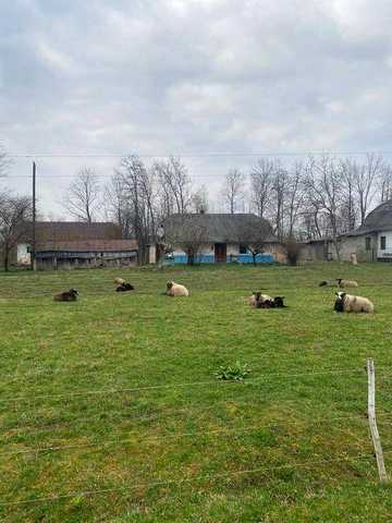 Продається будинок в Карпатах с.Банилів