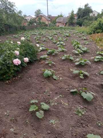 Продам недорого будинок в Бердичеві