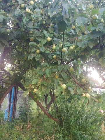 Продам дом в ПГТ Маньковка