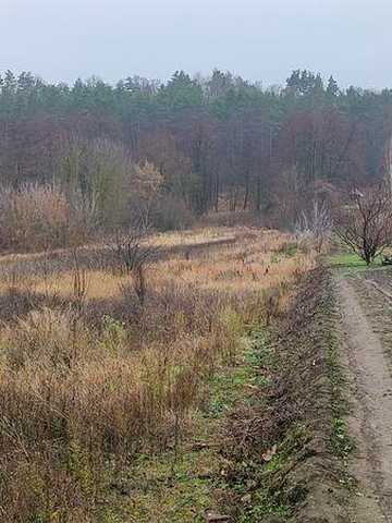 Будинок біля лісництва, тихе місце без вибухів, година їзди до Києва