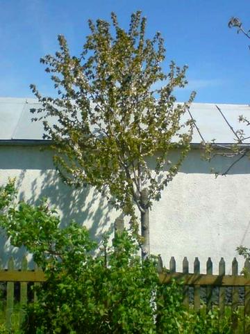 Продам дачу с. БАРАБОЙ под Одессой (кооператив Чайка)