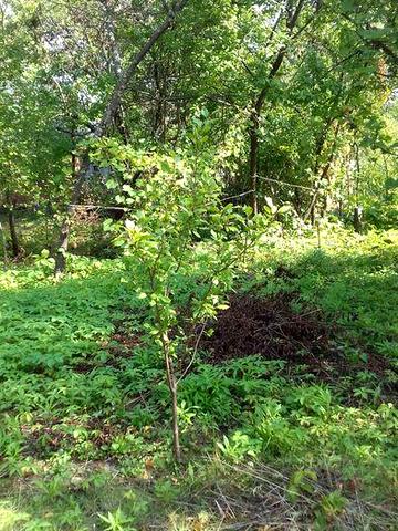 Продам дачу Сади Мичурина