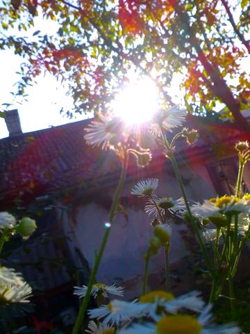 земельна ділянка дім приватний будинок дом земля