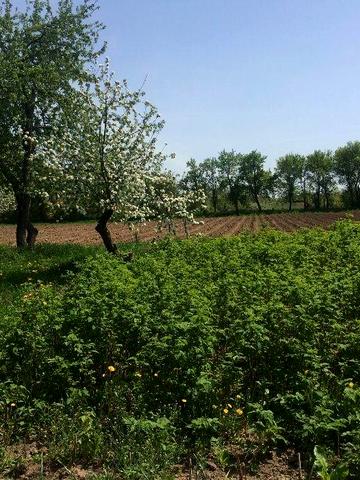 Дом в селе Садовом.Общая площадь 54 сотки