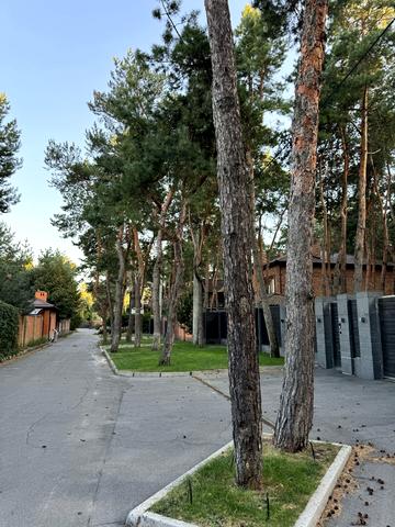 провулок лісовий