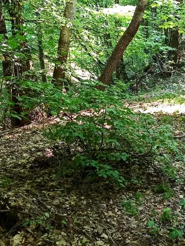 Кавказька вул.