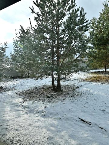 Пересопницька