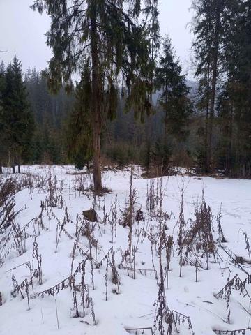 Поляниця, Надвірнянський, Івано-Франківська область 2492200 USD