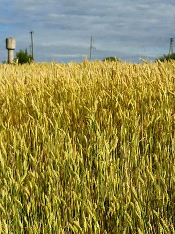 Ковпаківський, Суми, Сумська область 12000 USD