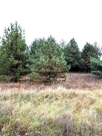 Ясна Поляна, Новгород-Сіверський, Чернігівська область 10 USD