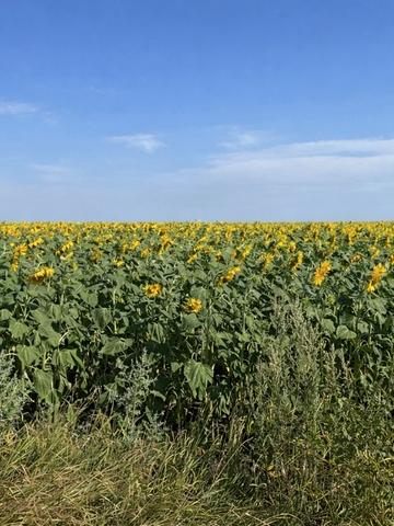 Жашків, Уманський, Черкаська область 39800 USD