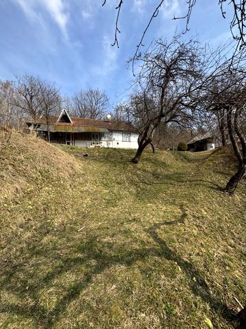 павлика