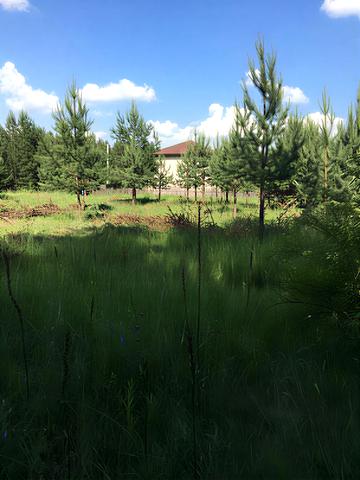 провулок Лісовий, 1