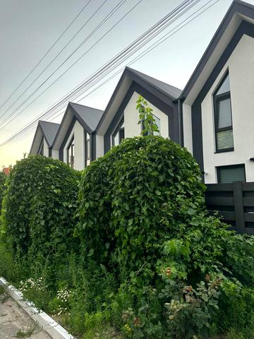 Центральна вул.