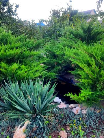 центральная