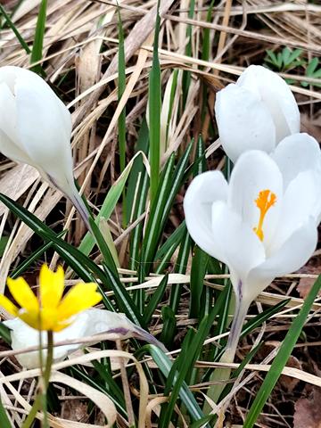 Героїв України вул. (конєва)