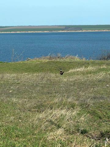 Прилиманська