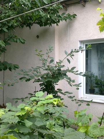 Дачна вул., 9