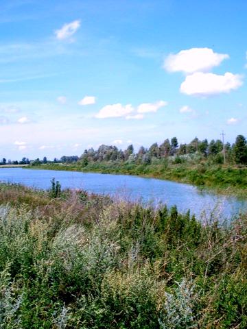 Лісова