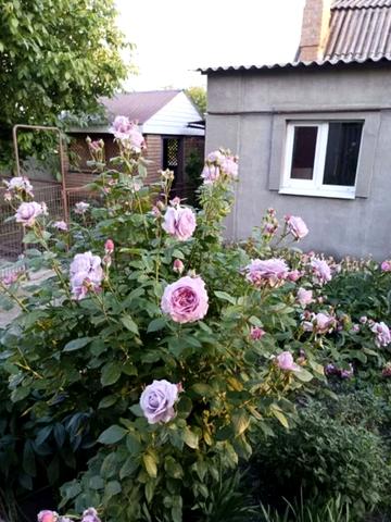 Шевченка вул., 22