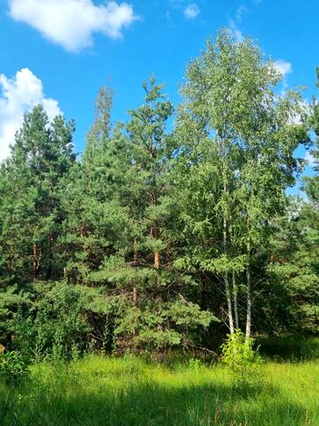 Сосновая