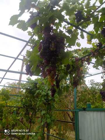 садова, 1