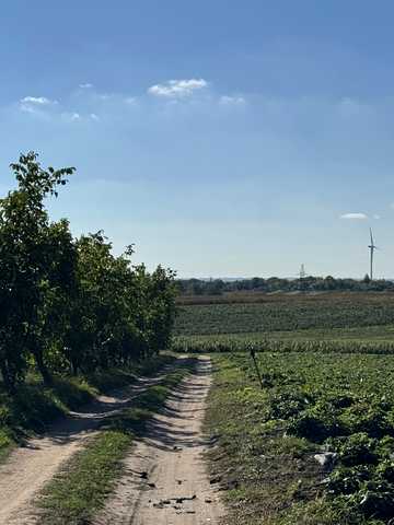 Зелена