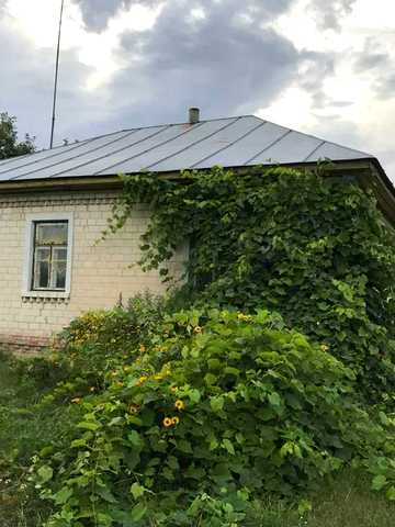 Шевченка