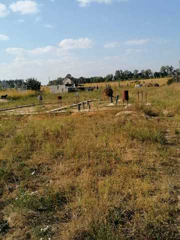 Янтарна